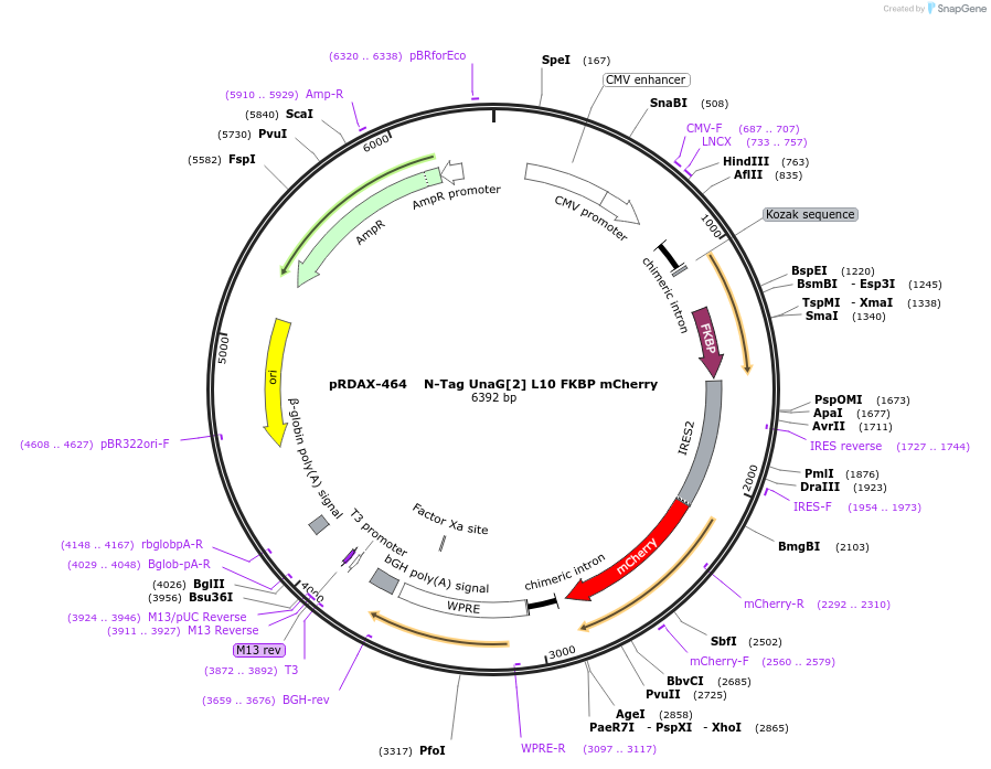 129931-plasmid-map-sequence-id-249309
