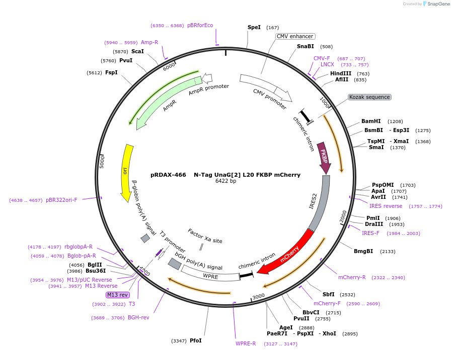 129933-plasmid-map-sequence-id-249311