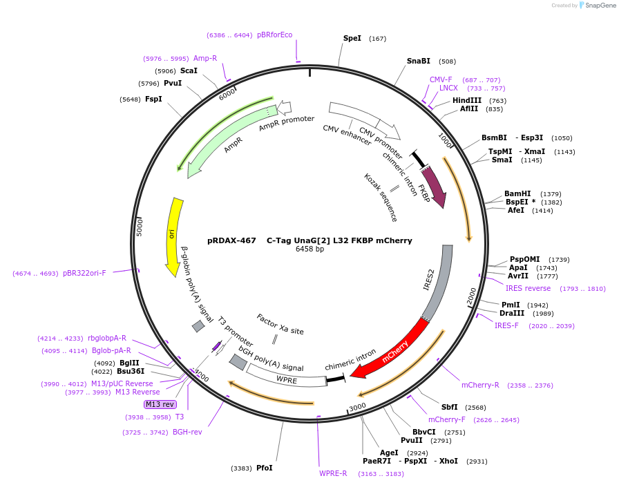 129934-plasmid-map-sequence-id-249312