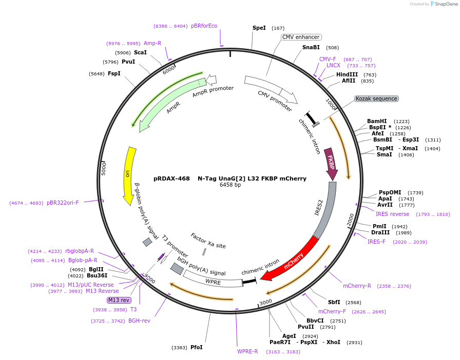 129935-plasmid-map-sequence-id-249313