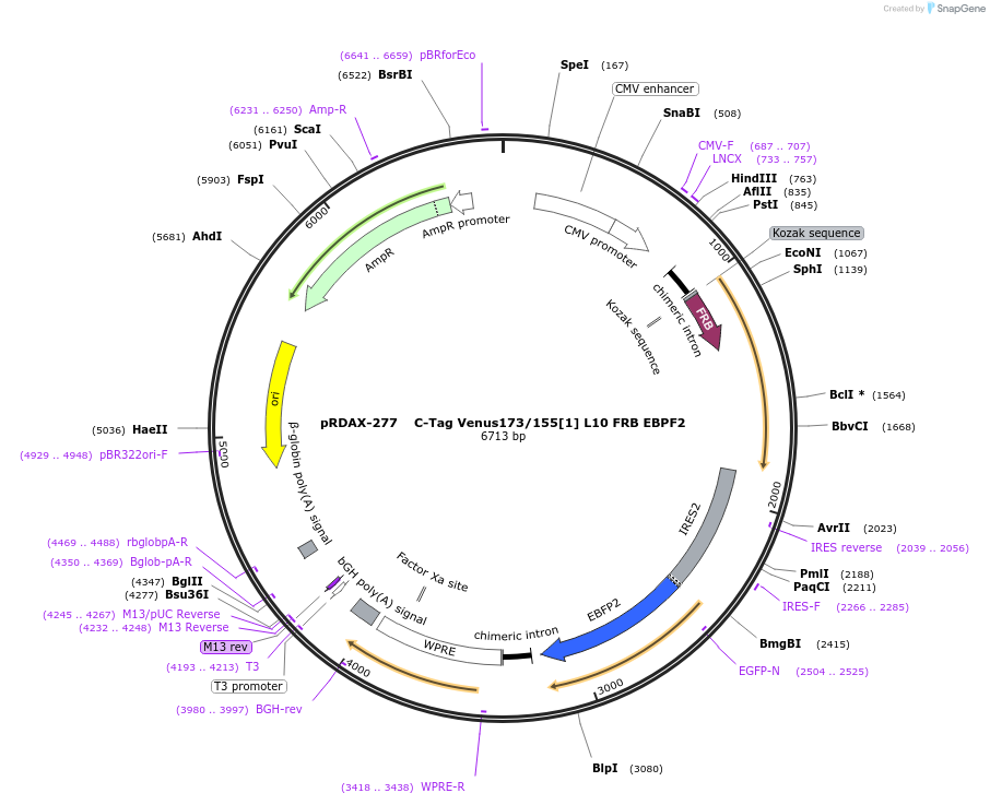 129936-plasmid-map-sequence-id-249314