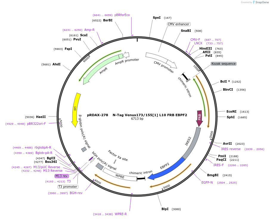 129937-plasmid-map-sequence-id-249315
