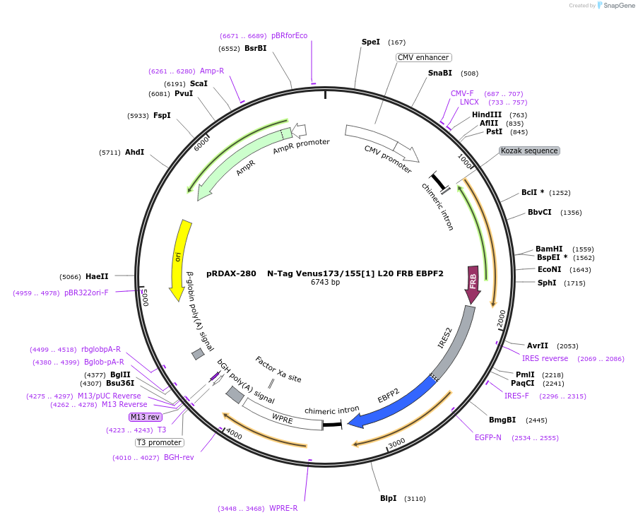 129939-plasmid-map-sequence-id-249317