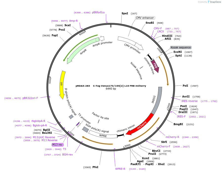 129942-plasmid-map-sequence-id-249320