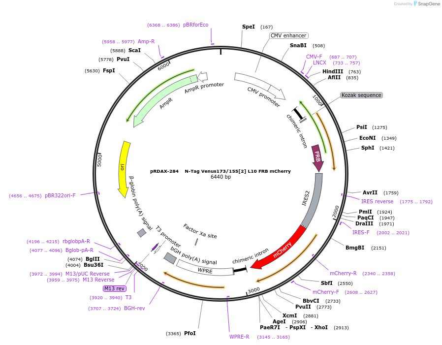 129943-plasmid-map-sequence-id-249321