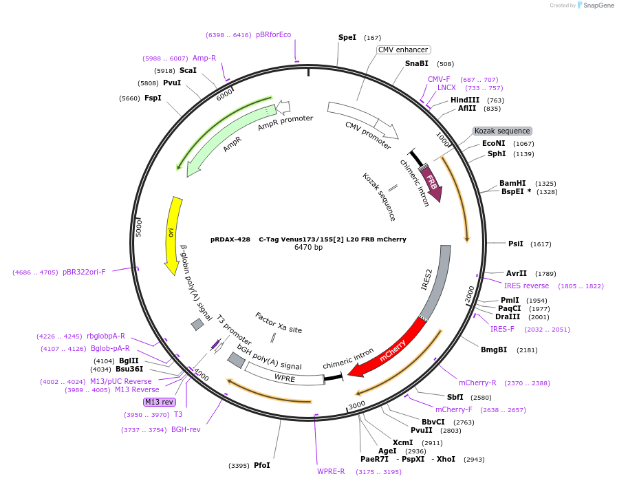129944-plasmid-map-sequence-id-249322
