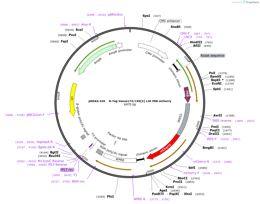 129945-plasmid-map-sequence-id-249323