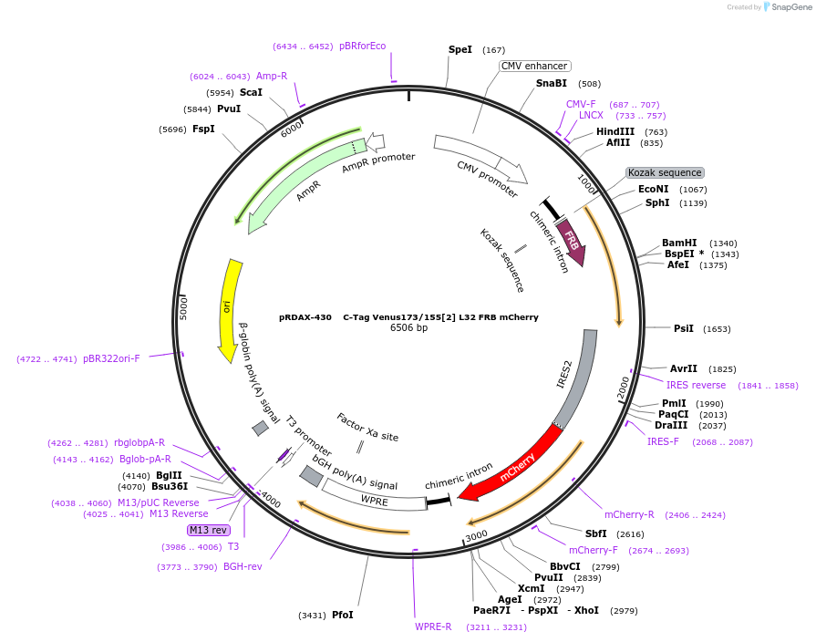 129946-plasmid-map-sequence-id-249324