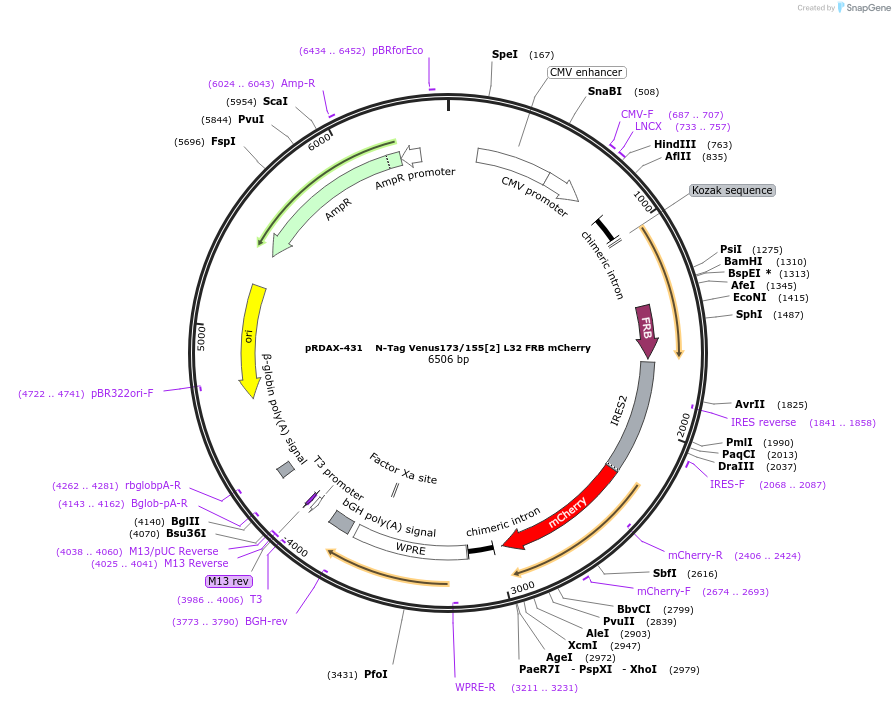 129947-plasmid-map-sequence-id-249325