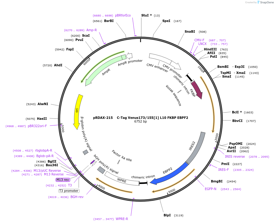 129948-plasmid-map-sequence-id-249326