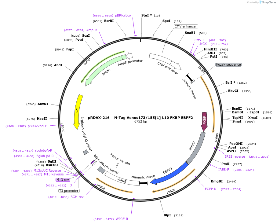 129949-plasmid-map-sequence-id-249327
