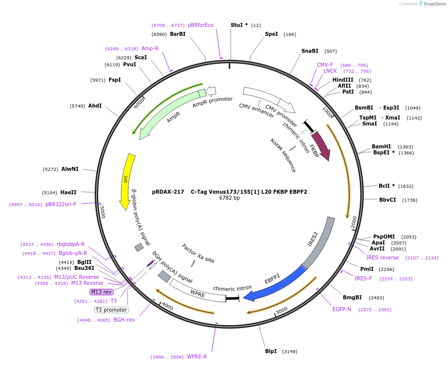129950-plasmid-map-sequence-id-249328