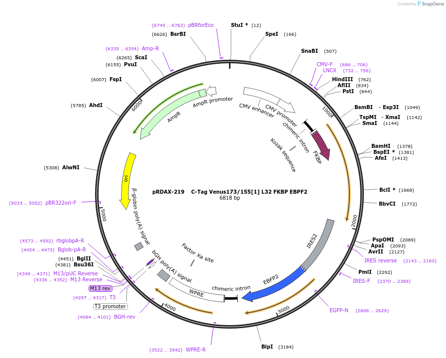 129952-plasmid-map-sequence-id-249330