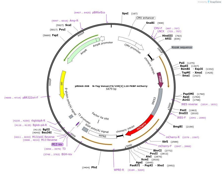 129955-plasmid-map-sequence-id-249333