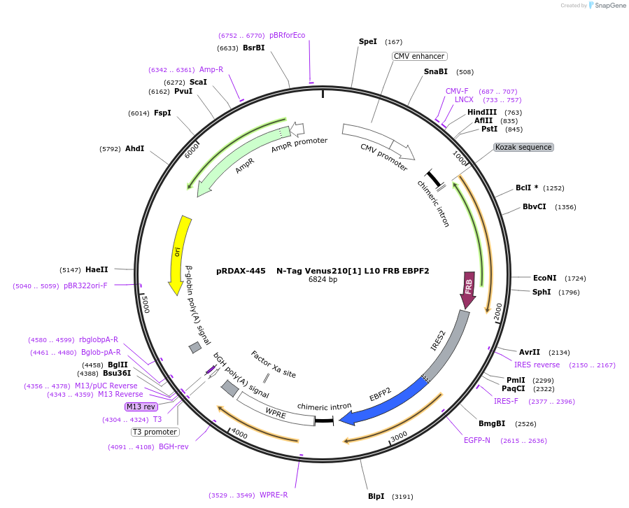 129961-plasmid-map-sequence-id-249339