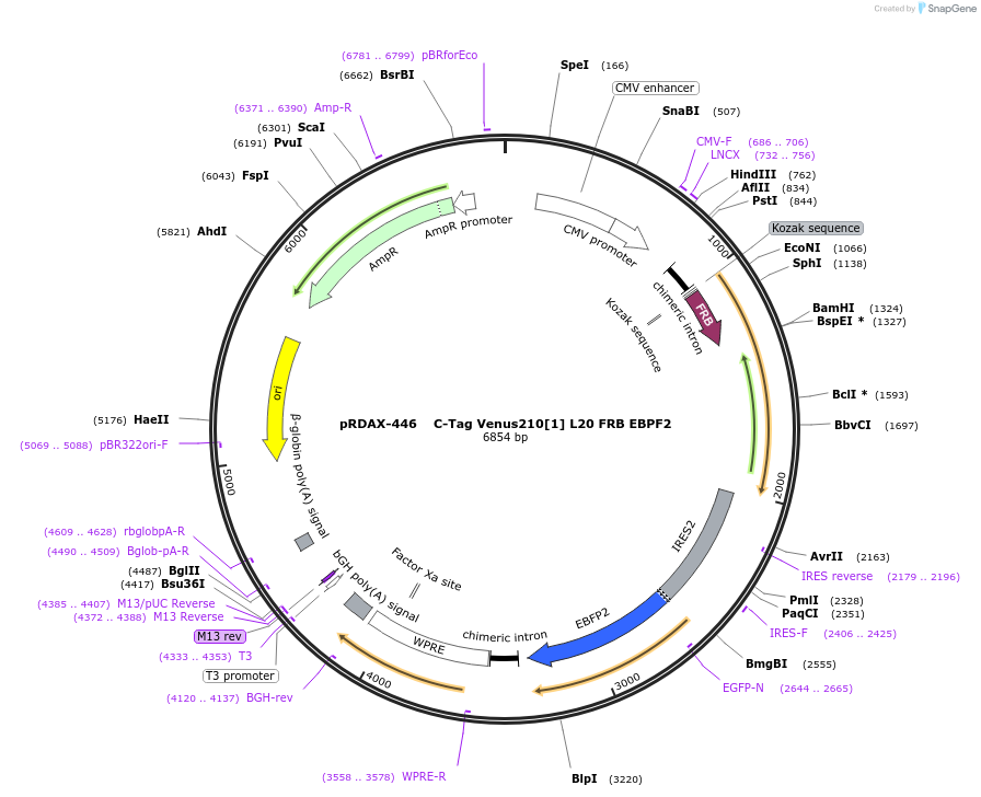 129962-plasmid-map-sequence-id-249340