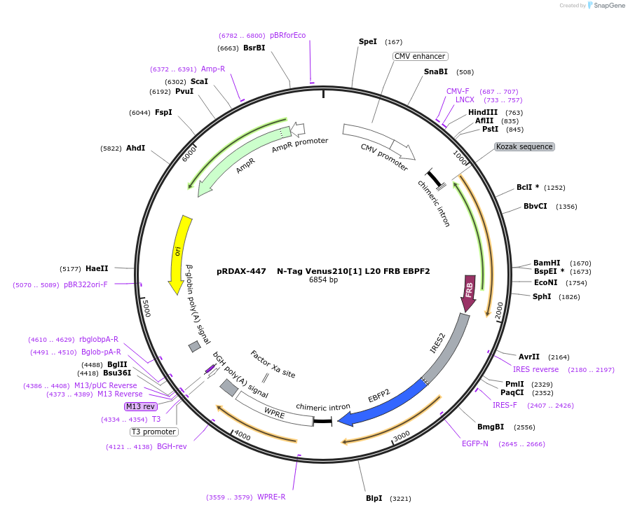 129963-plasmid-map-sequence-id-249341