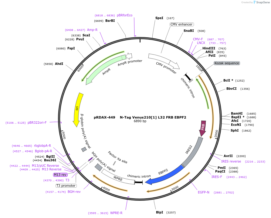 129965-plasmid-map-sequence-id-249343