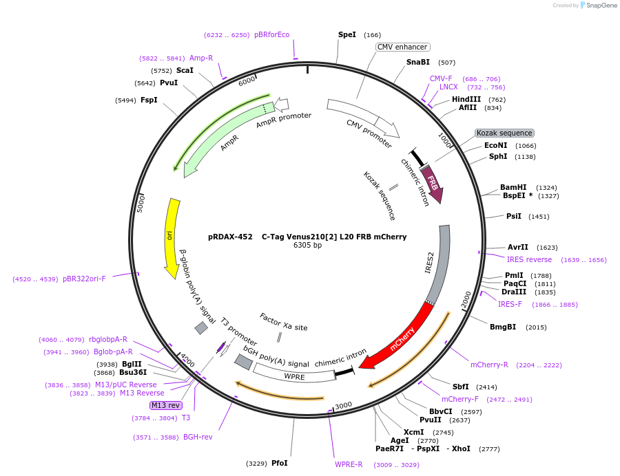129968-plasmid-map-sequence-id-249346