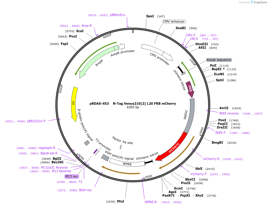 129969-plasmid-map-sequence-id-249347