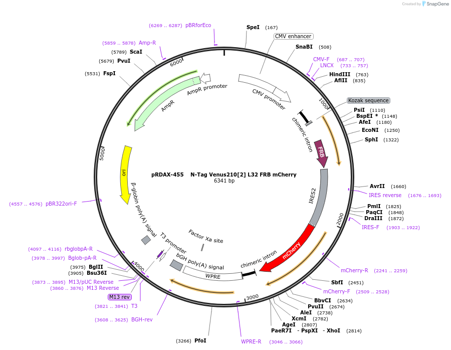 129971-plasmid-map-sequence-id-249349
