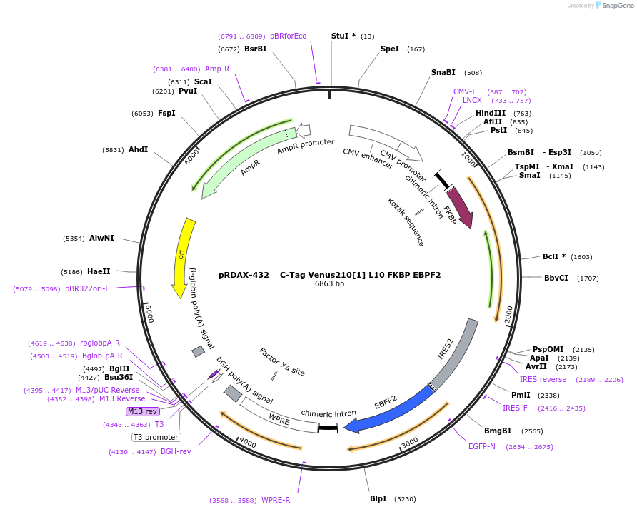 129972-plasmid-map-sequence-id-249350