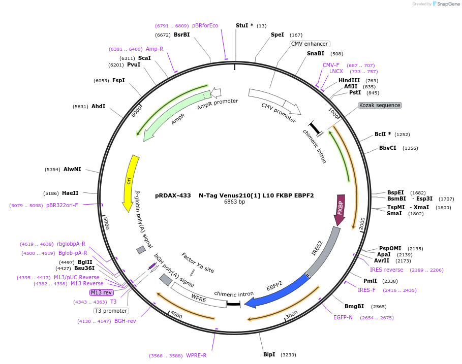 129973-plasmid-map-sequence-id-249351