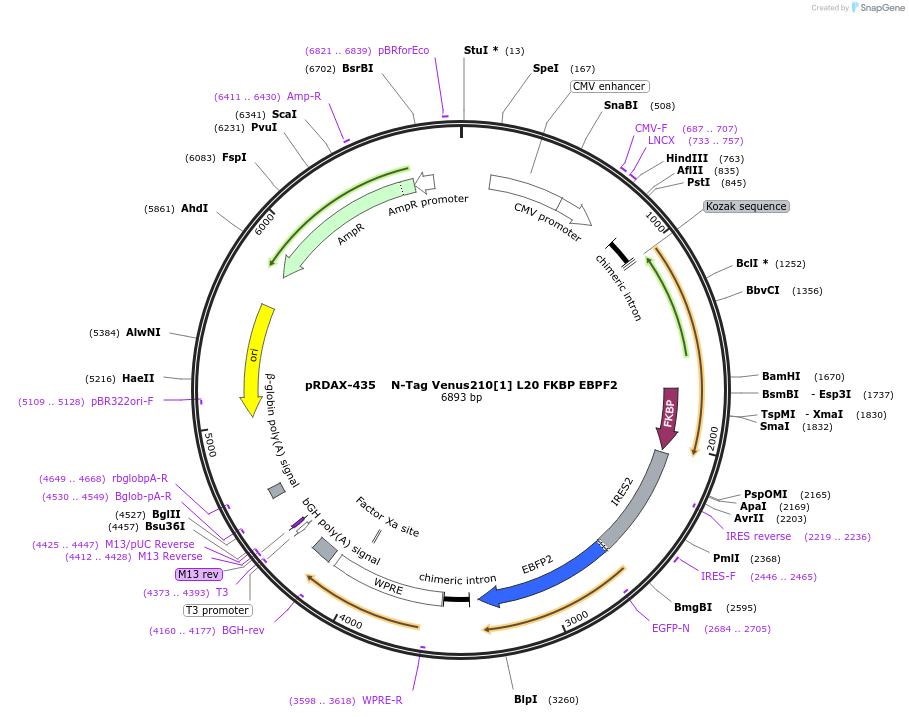 129975-plasmid-map-sequence-id-249353