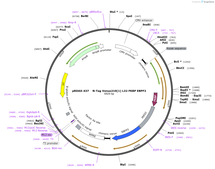 129977-plasmid-map-sequence-id-249355