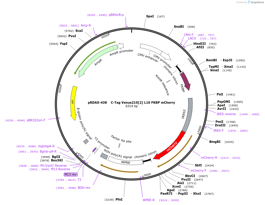 129978-plasmid-map-sequence-id-249356