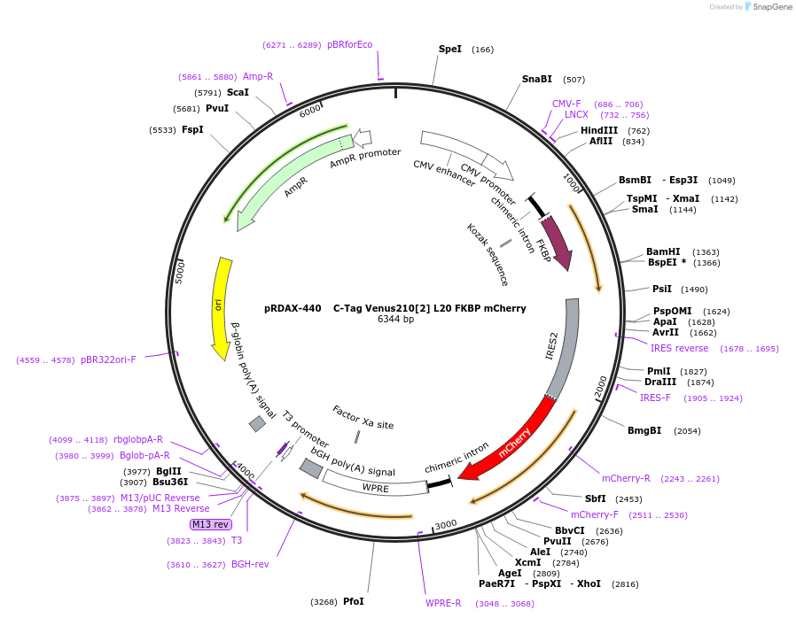129980-plasmid-map-sequence-id-249358