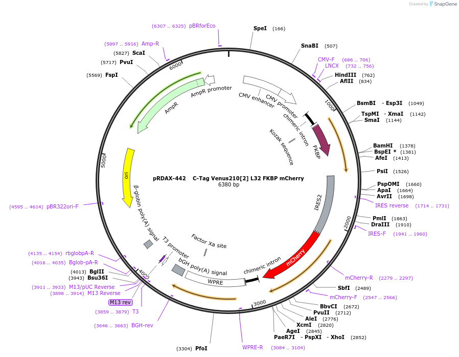 129982-plasmid-map-sequence-id-249360