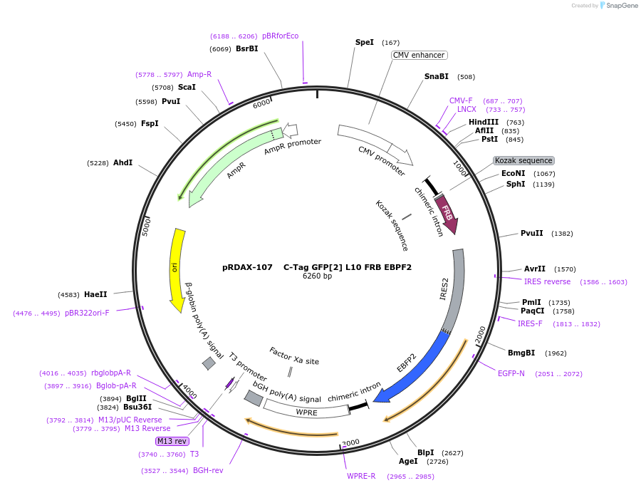129984-plasmid-map-sequence-id-249362