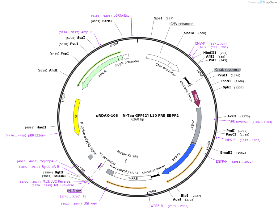 129985-plasmid-map-sequence-id-249363