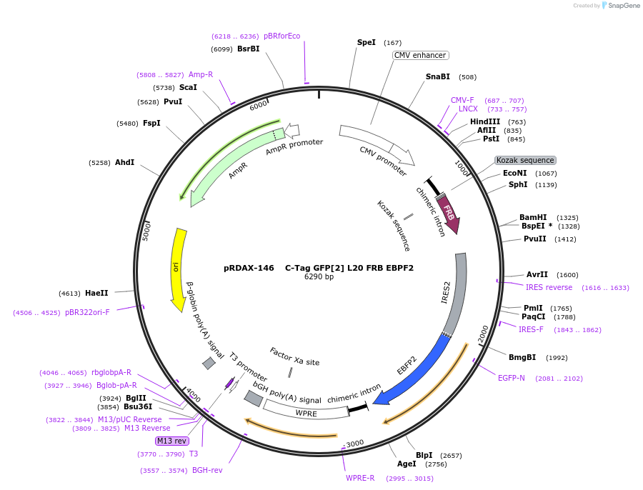 129986-plasmid-map-sequence-id-249364