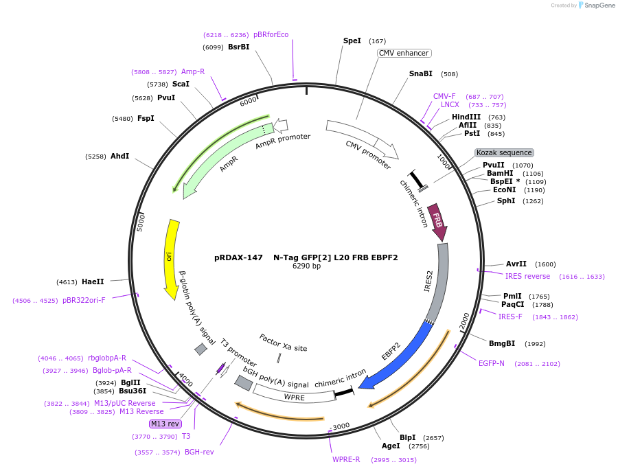129987-plasmid-map-sequence-id-249365