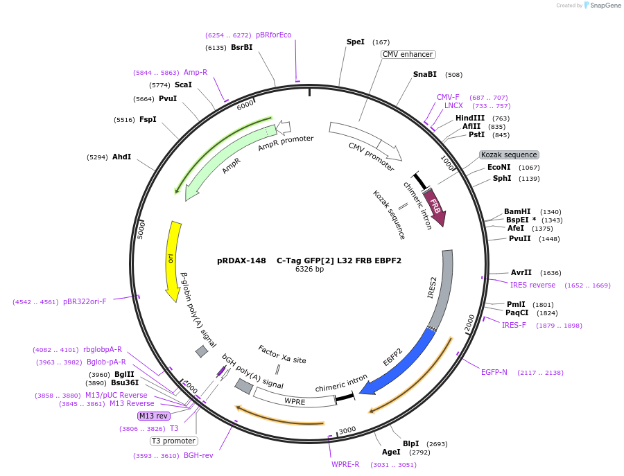 129988-plasmid-map-sequence-id-249366