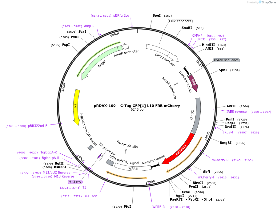 129990-plasmid-map-sequence-id-249368