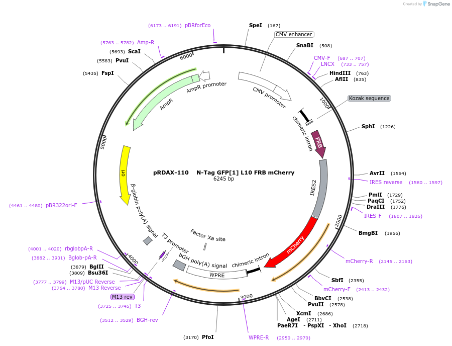 129991-plasmid-map-sequence-id-249369