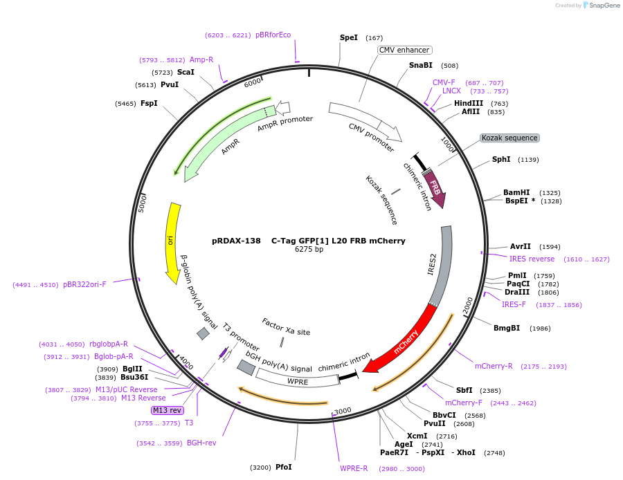 129992-plasmid-map-sequence-id-249370