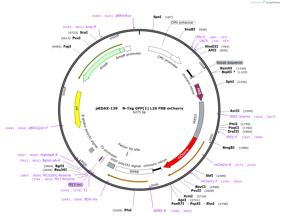 129993-plasmid-map-sequence-id-249371