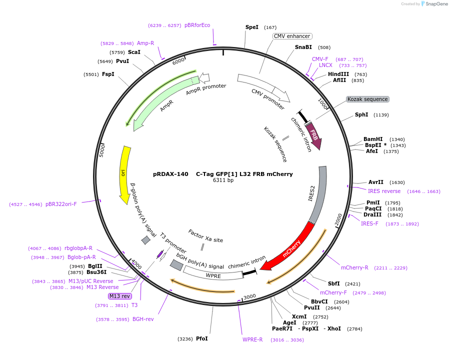 129994-plasmid-map-sequence-id-249372