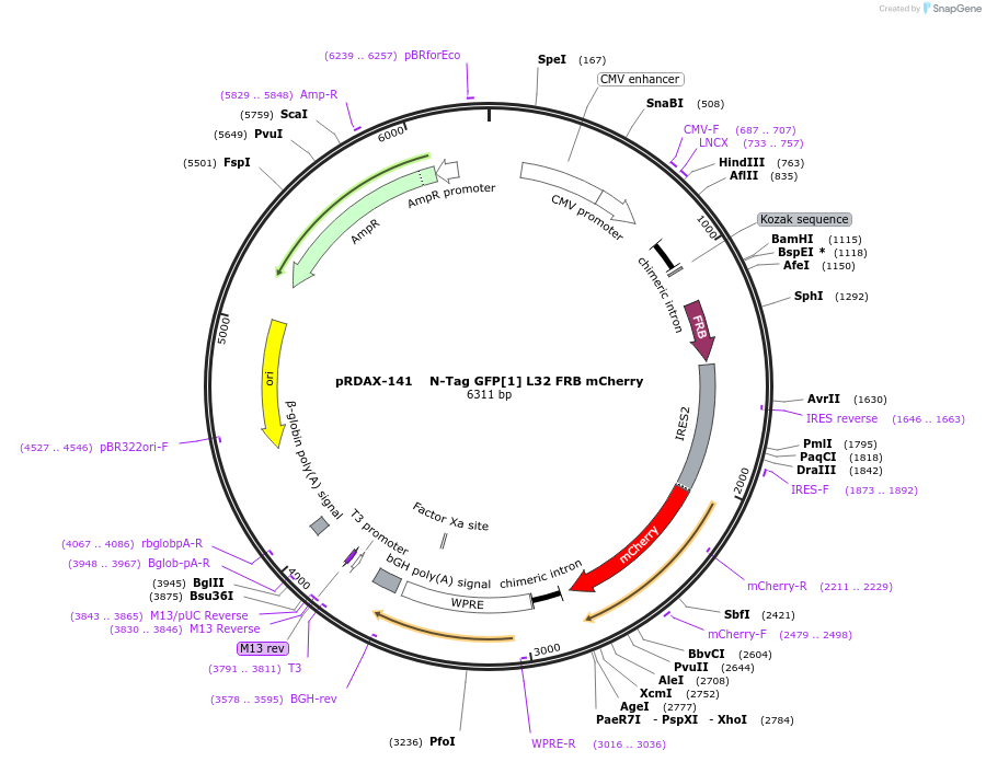 129995-plasmid-map-sequence-id-249373
