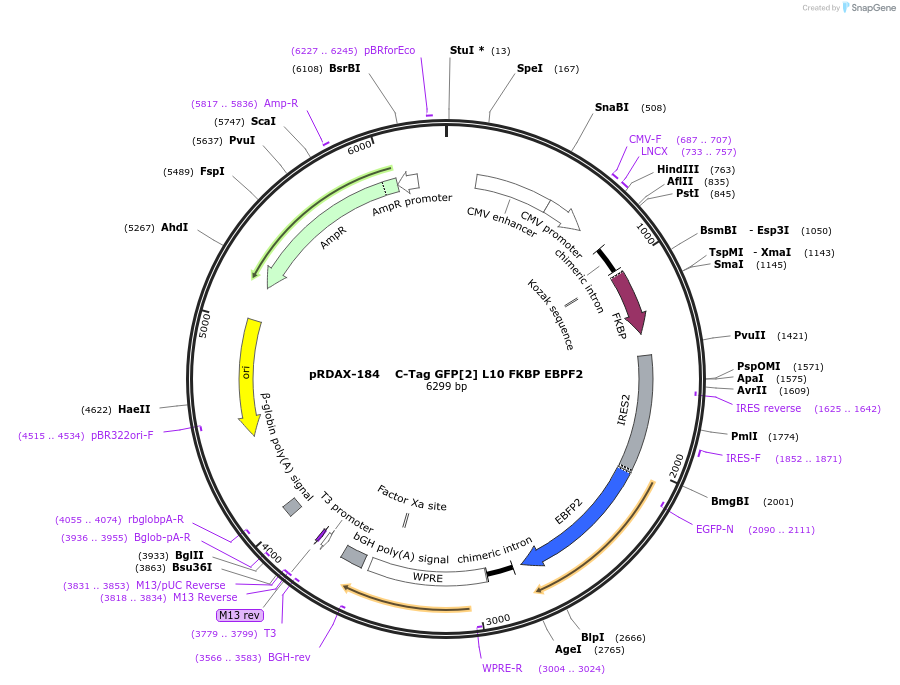 129996-plasmid-map-sequence-id-249374