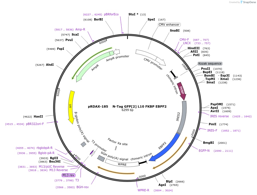 129997-plasmid-map-sequence-id-249375