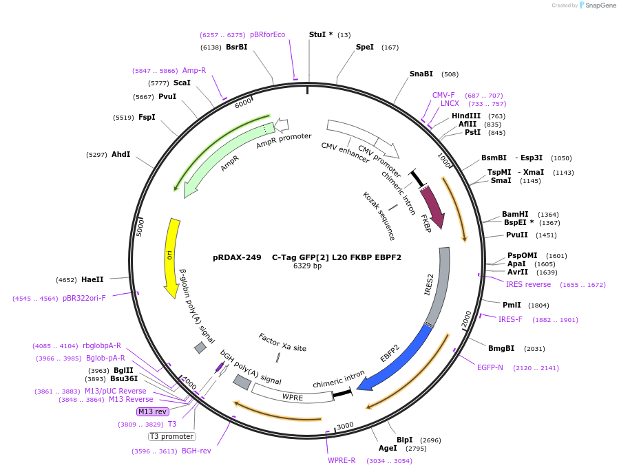 129998-plasmid-map-sequence-id-249376