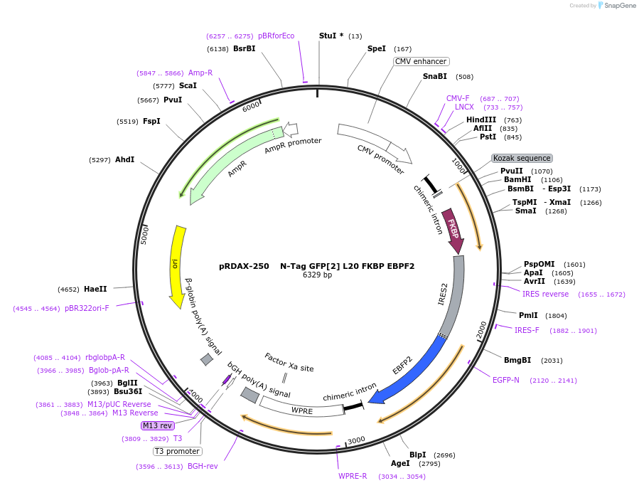 129999-plasmid-map-sequence-id-249377