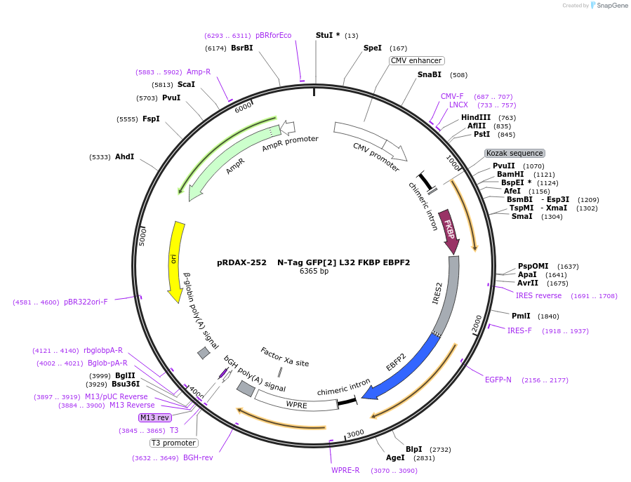 130001-plasmid-map-sequence-id-249379