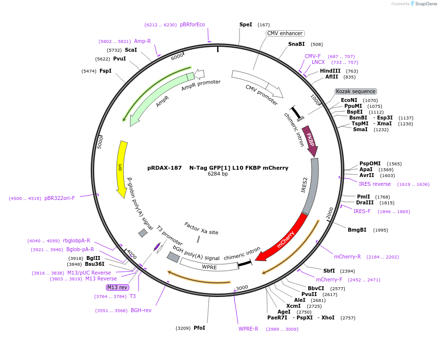 130003-plasmid-map-sequence-id-249381