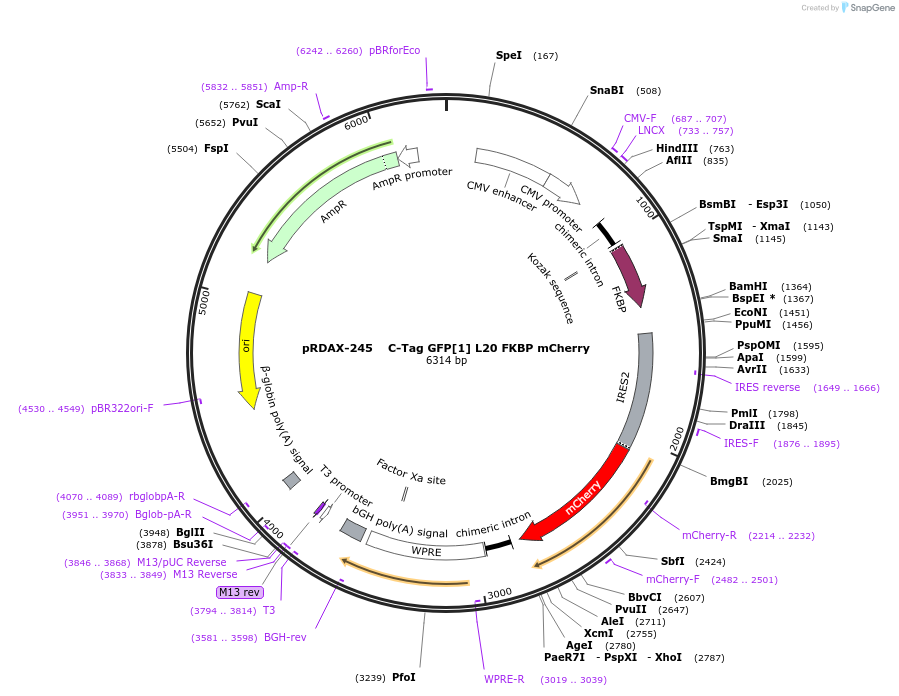 130004-plasmid-map-sequence-id-249382